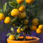 Stromek s citrusy navodí doma exotickou atmosféru