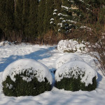 Výrazné tvary stříhaného zimostrázu (Buxus) a tisu (Taxus) vyniknou i na sněhu