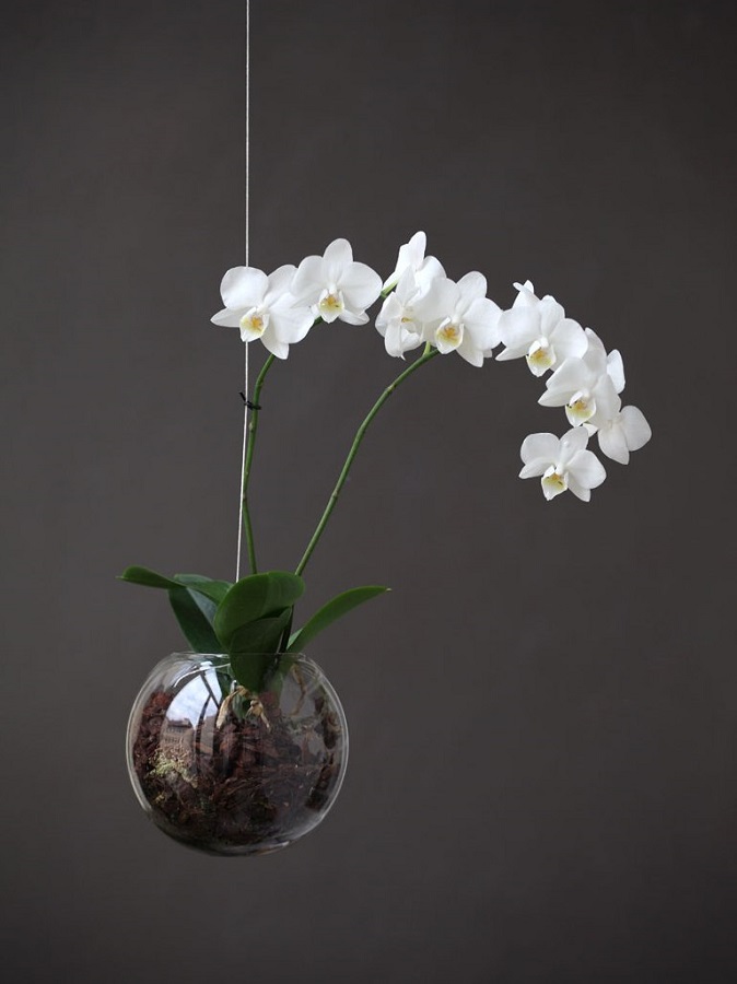Jak dlouho vydrží orchideje?