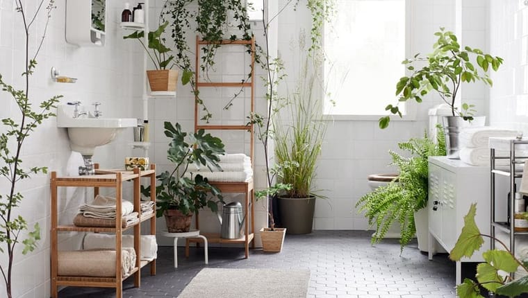 Kvetiny V Obyvaku (Pokud máte, vašeho obýváku, jazyk Sansevieria, jazyk Sansevieria trifasciata, květiny obýváku) Kvetiny V Obyvaku