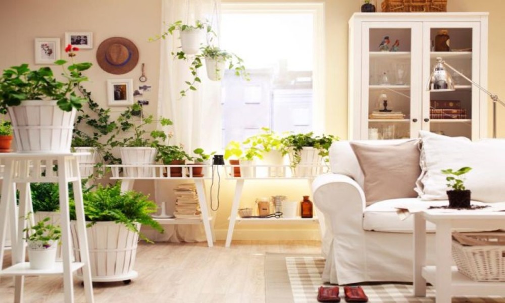 Kvetiny V Obyvaku (Pokud máte, vašeho obýváku, jazyk Sansevieria, jazyk Sansevieria trifasciata, květiny obýváku) Kvetiny V Obyvaku