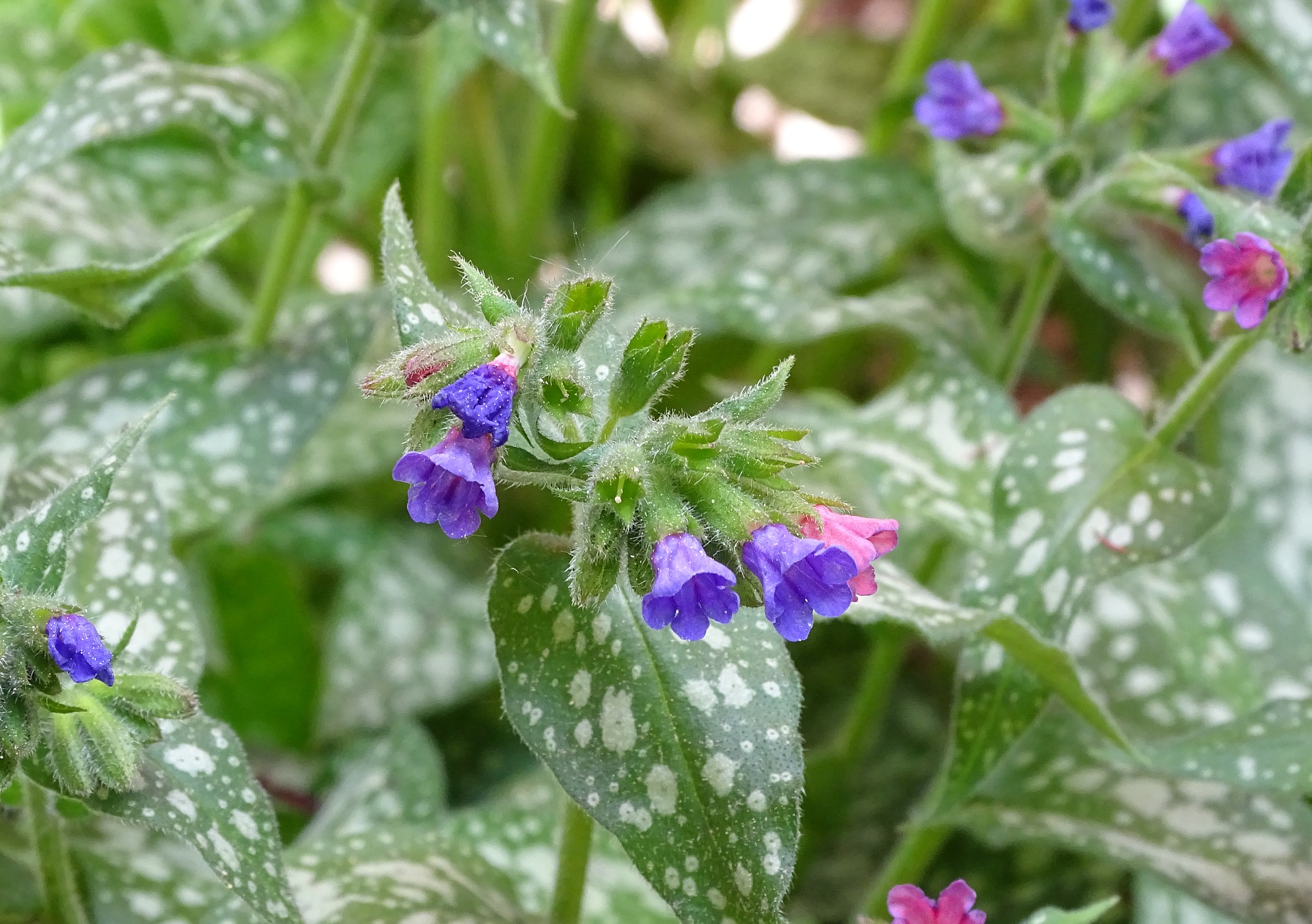 Как выглядит цветок медуница. Медуница валовидная. Медуница (Pulmonaria). Медуница Распберри Сплэш. Медуница сахарная \ Pulmonaria saccharata.