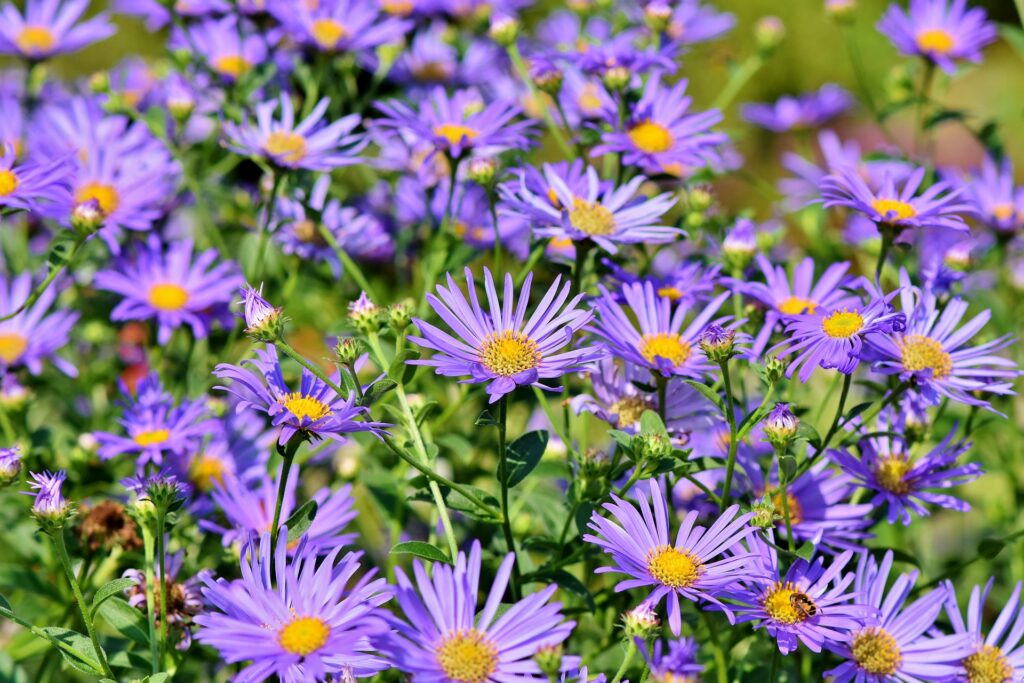 asters-3632294_1920